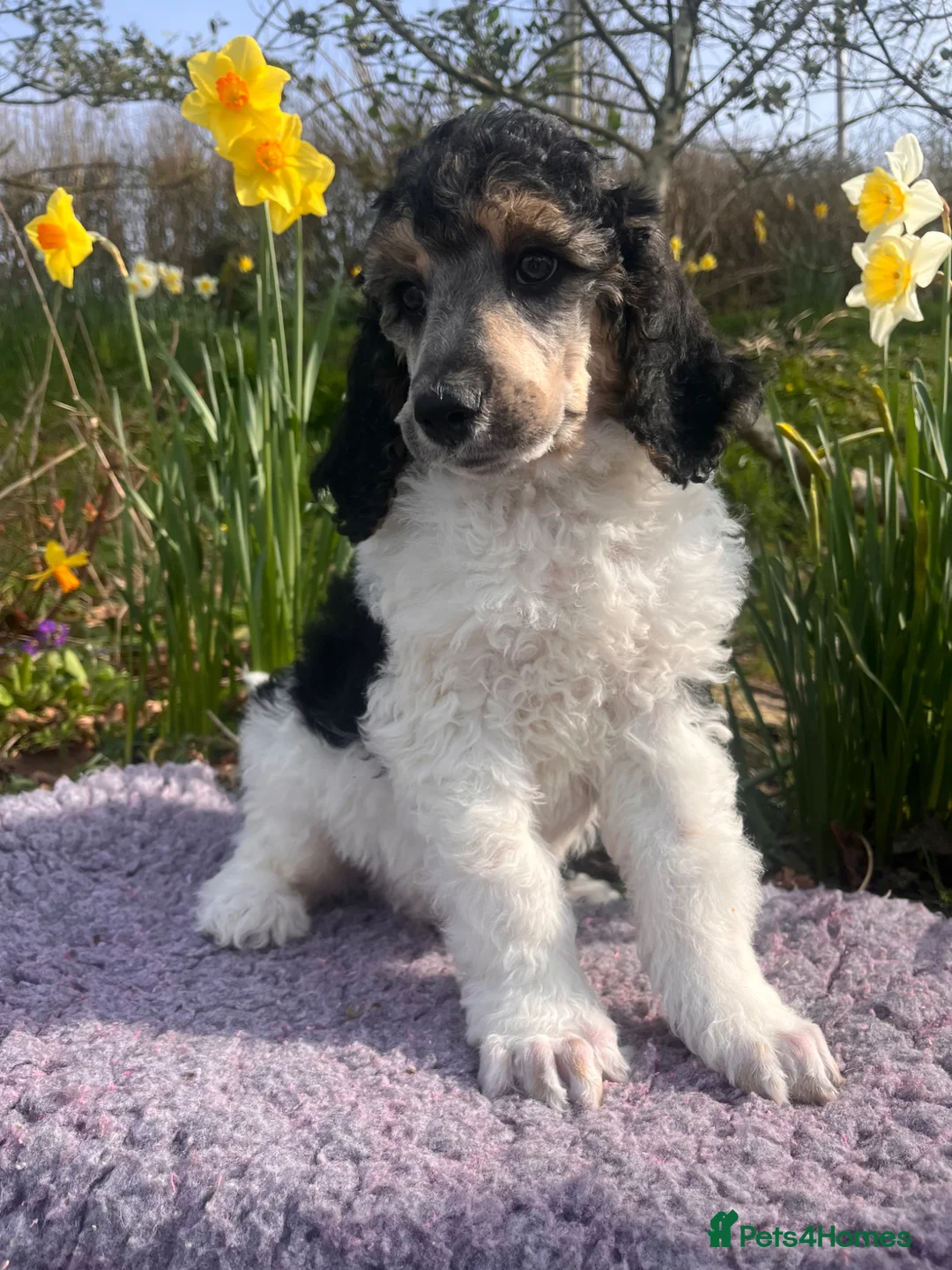 Standard Poodle dogs for sale: Standard poodle  - Advert 9