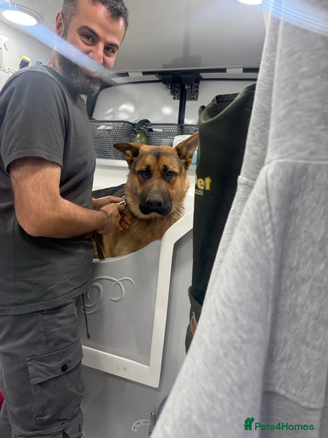 German Shepherd dogs for sale: Pedigree GSD brothers - Reluctant Sale in Tadworth - Advert 2