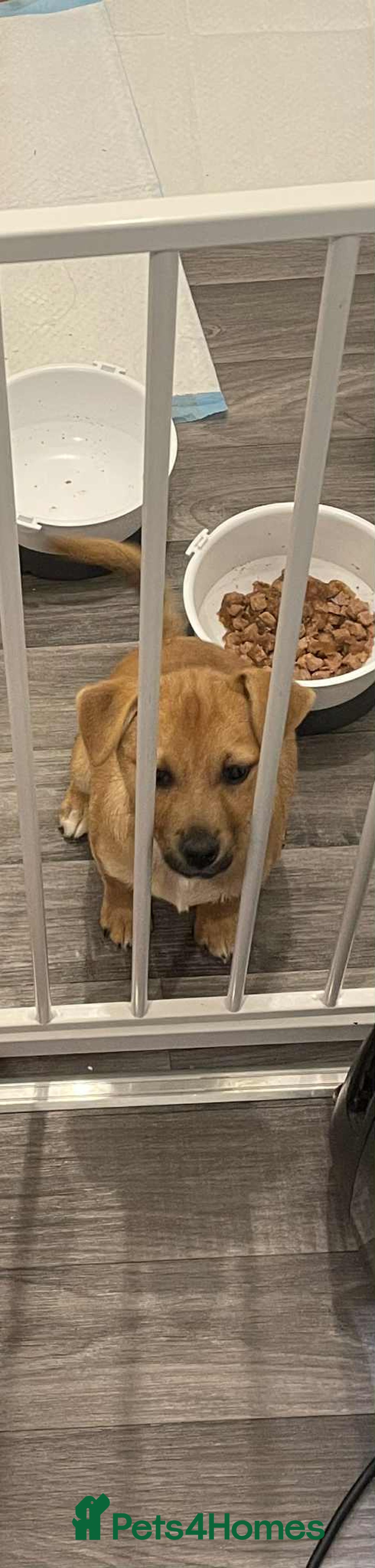 Mixed Breed dogs for sale: 13 week old Jack Russell and Pomeranian mix puppy  - Image 3