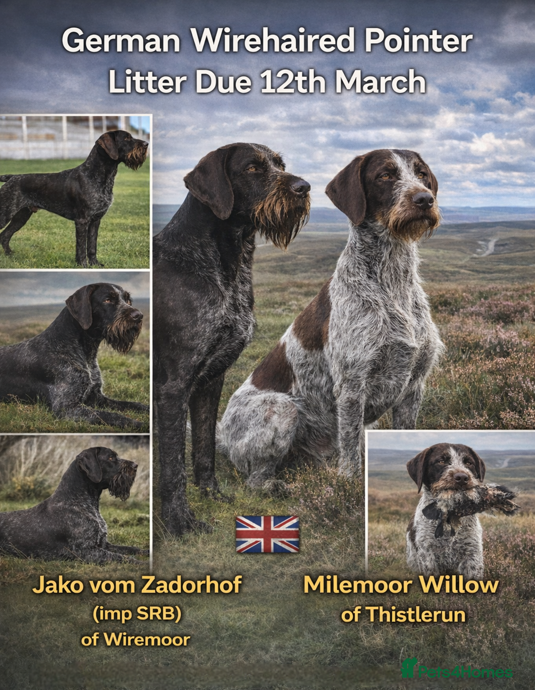 German Wirehaired Pointer dogs for sale: German Wirehaired Pointer litter PENDING  - Advert 1