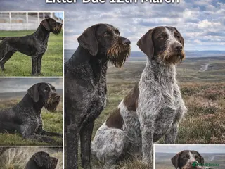 German Wirehaired Pointer dogs German Wirehaired Pointer litter PENDING - Advert 1