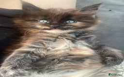 Maine Coon cats for sale: Beautiful female ready to leave now! - Image 3