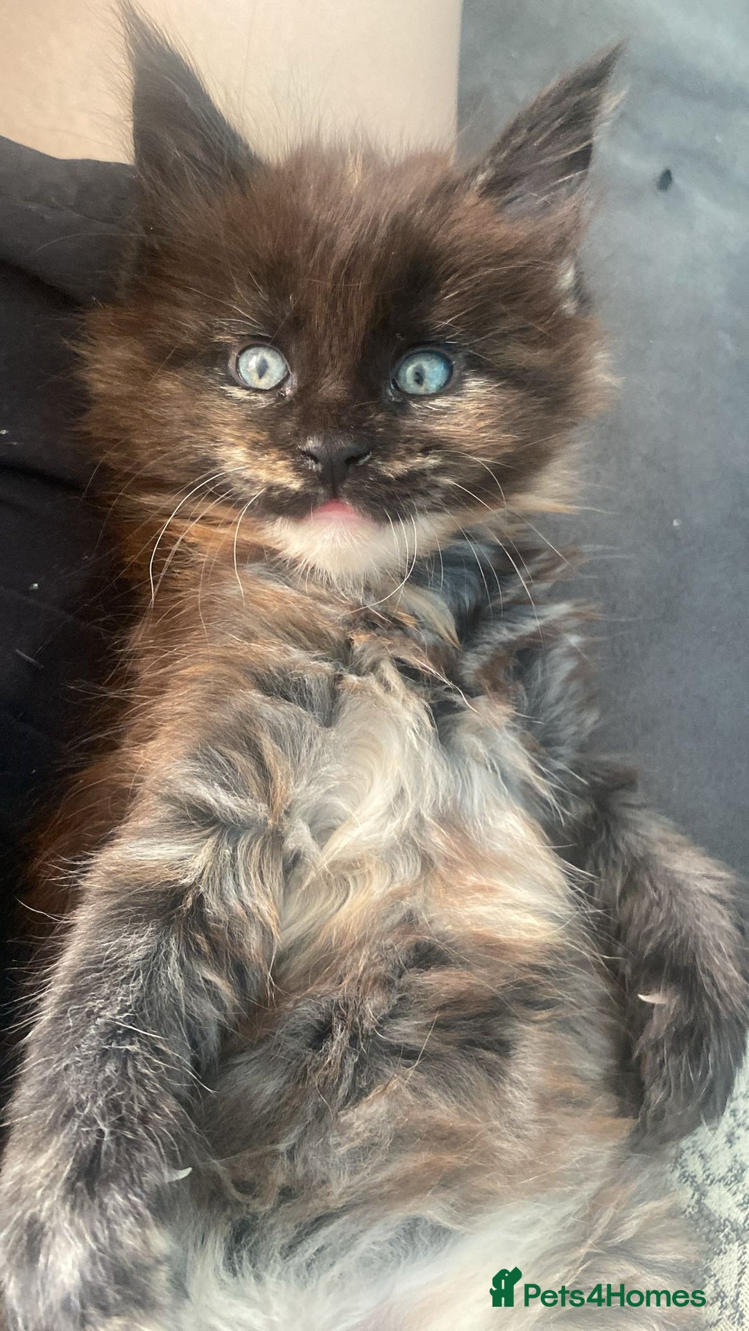 Maine Coon cats for sale: Beautiful female ready to leave now! - Image 3