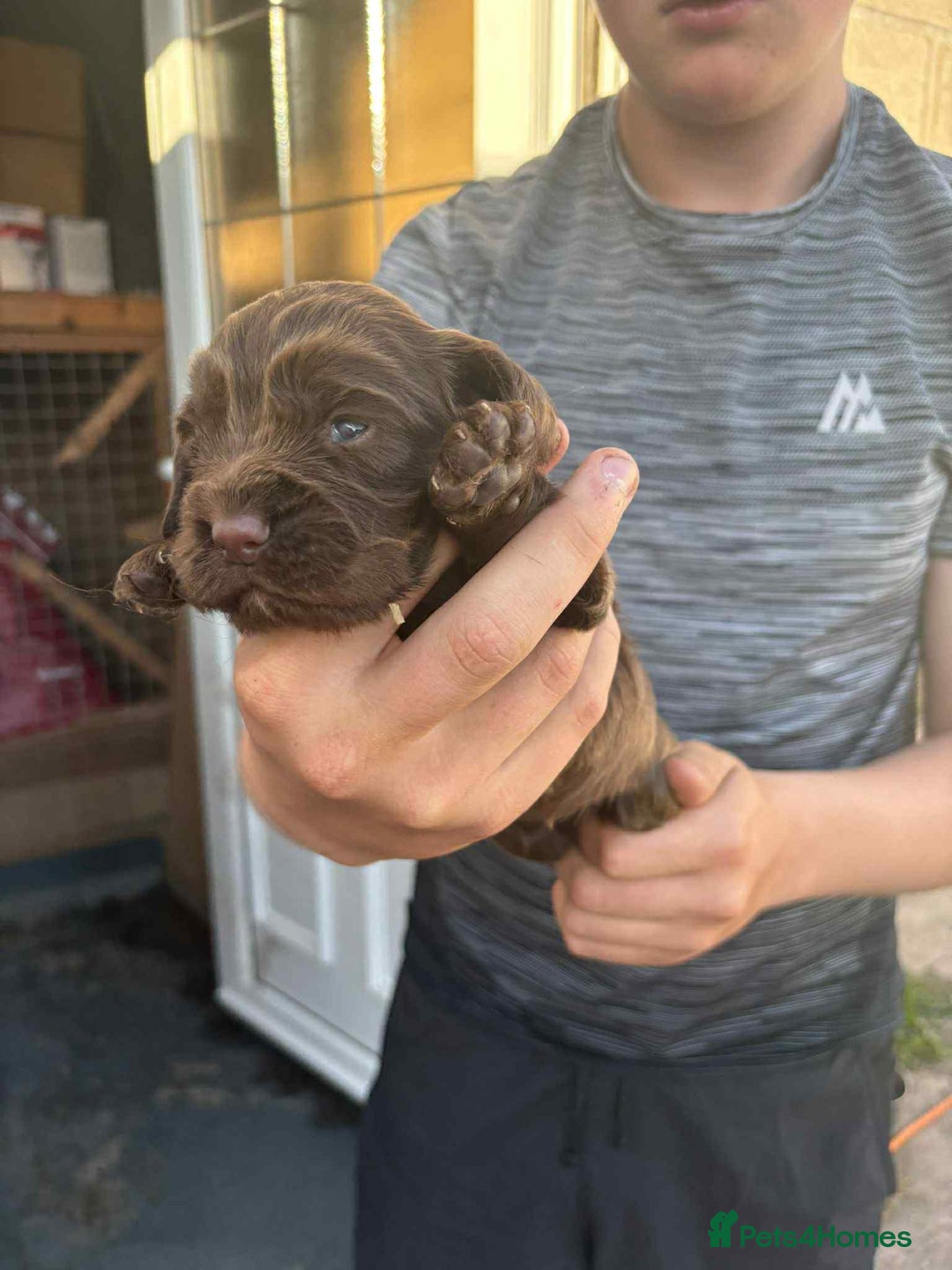 Cocker Spaniel dogs for sale: Working cocker bitch (pick of litter) 7 weeks - Image 1