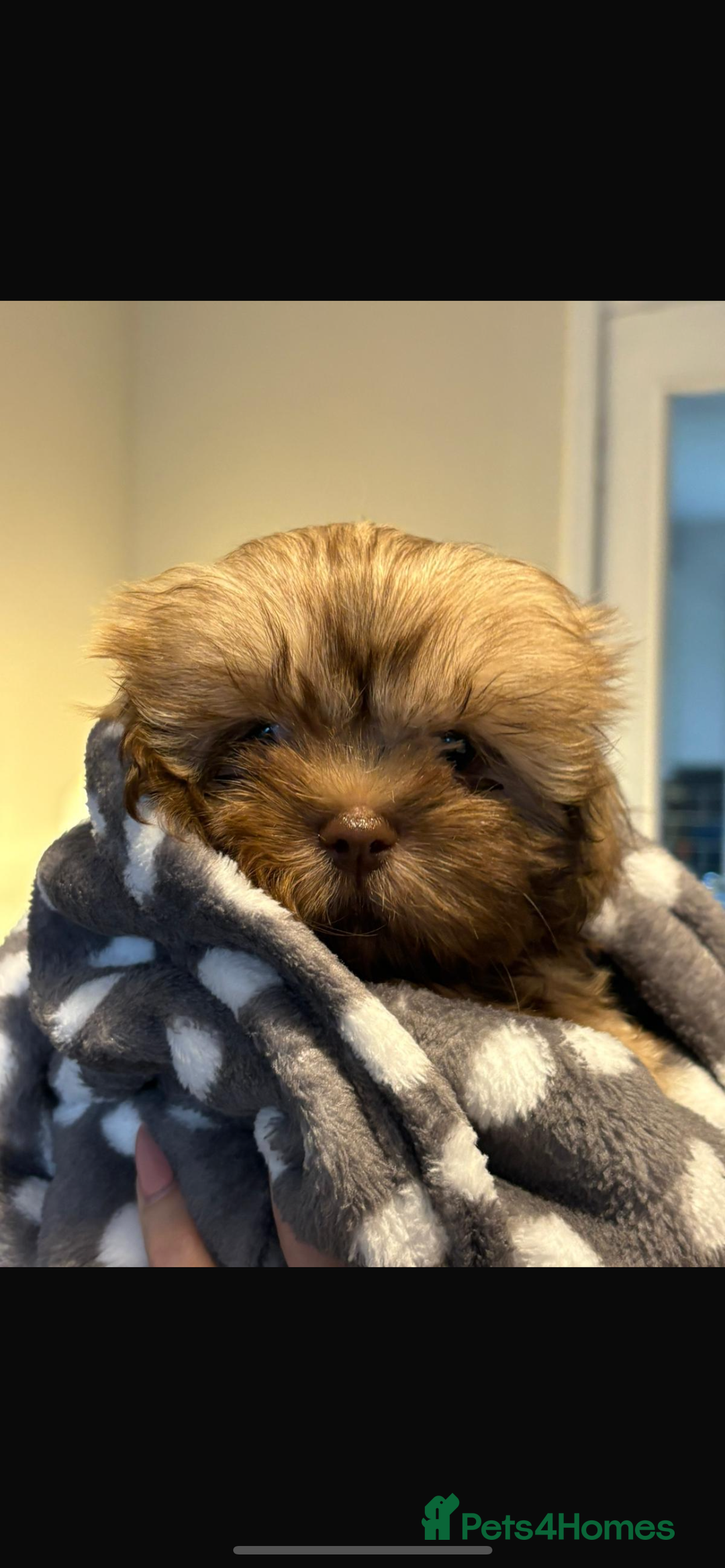 Shih Tzu dogs for sale: Imperial Shih Tzu for sale - Image 2