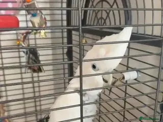 Cockatoo birds Friendly Male Cockatoo Kiwi Speaks Arabic &English - Advert 3