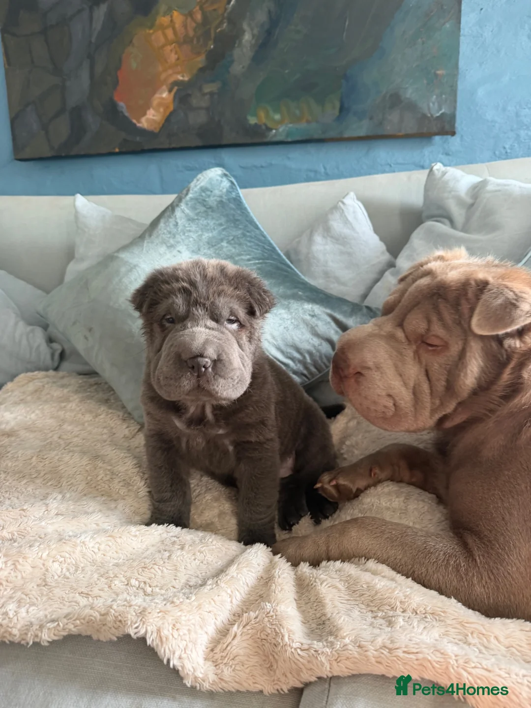 Shar Pei dogs for sale: Bear coated puppy for sale. - Advert 5