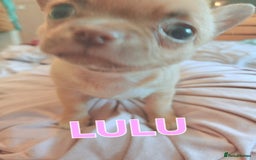 Chihuahua dogs for sale: Chihuahua pups stunning - Image 7