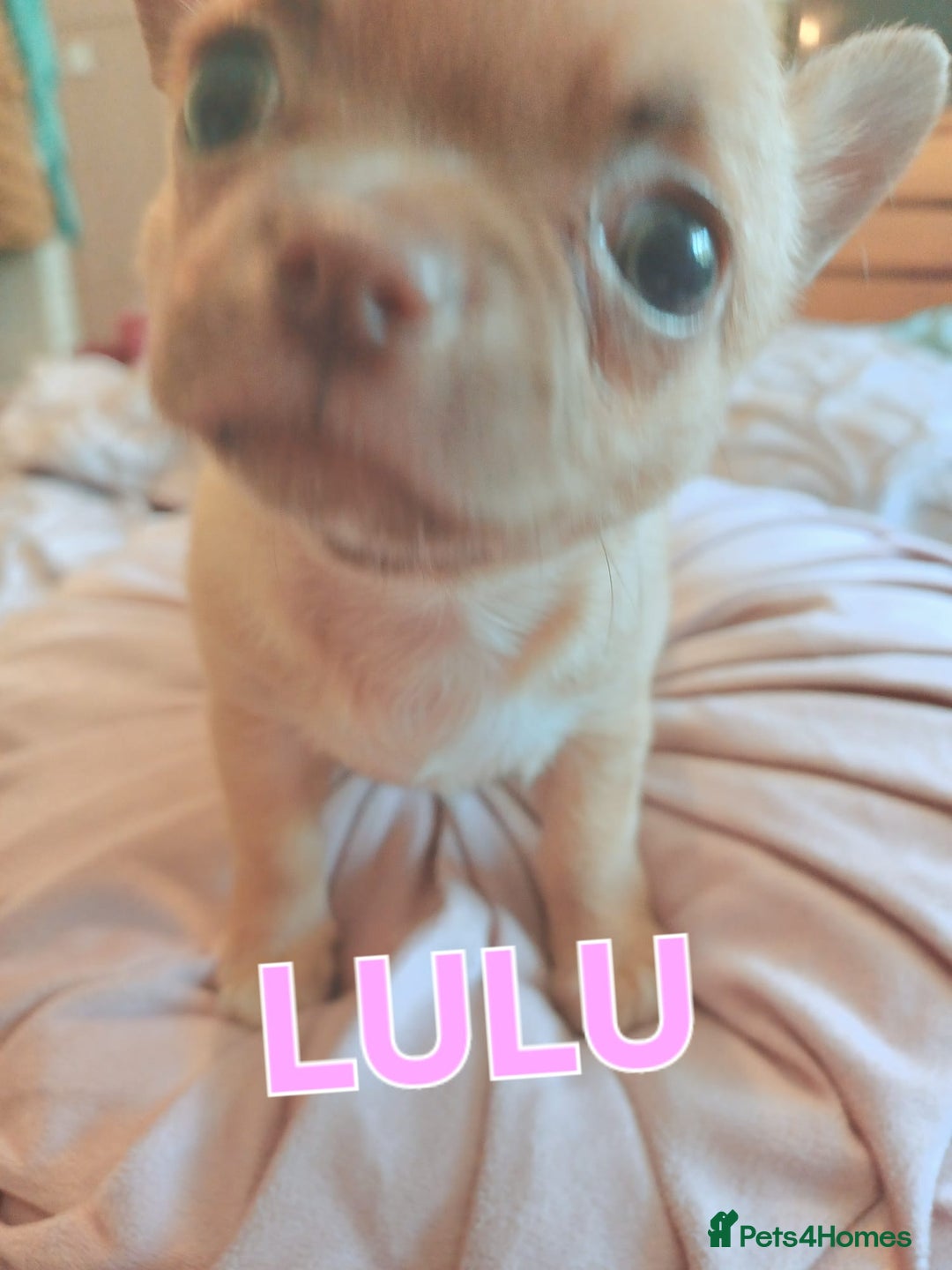 Chihuahua dogs for sale: Chihuahua pups stunning - Image 7