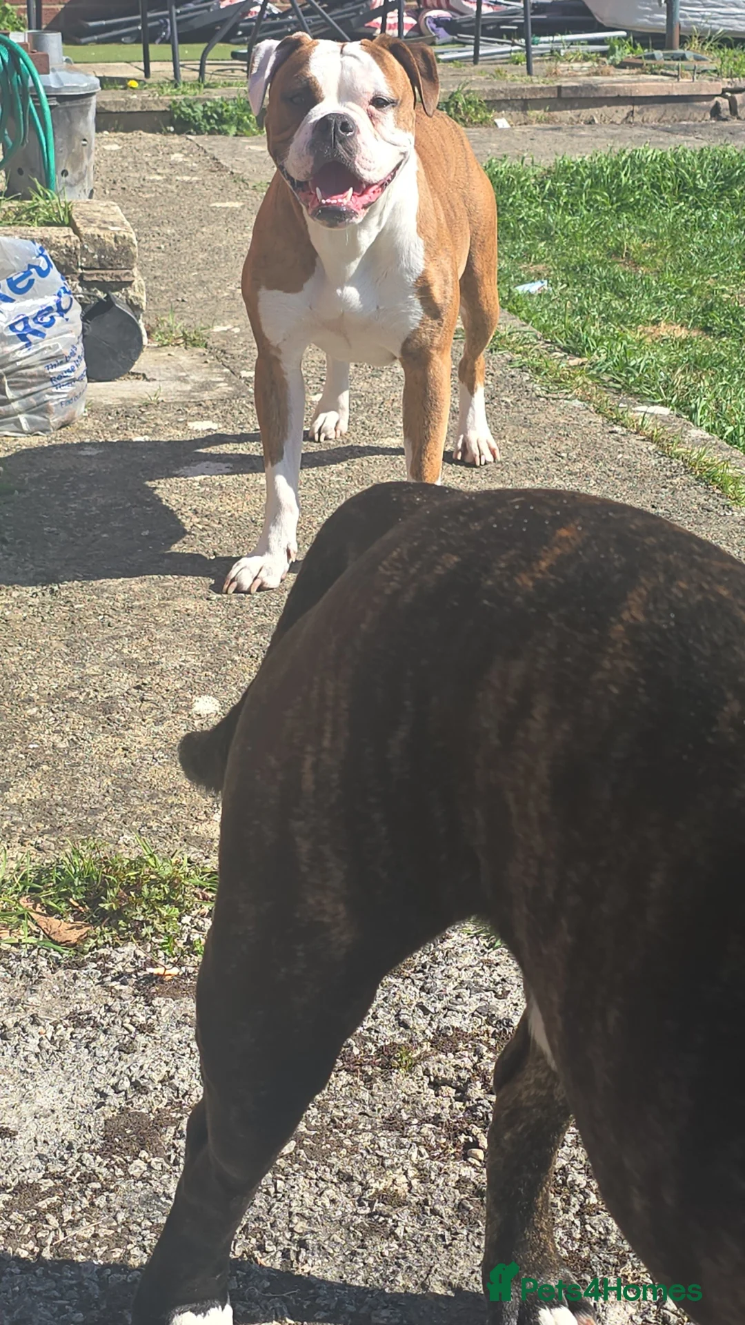 Alapaha Blue Blood Bulldog dogs for sale: Iabbr pups - Advert 2