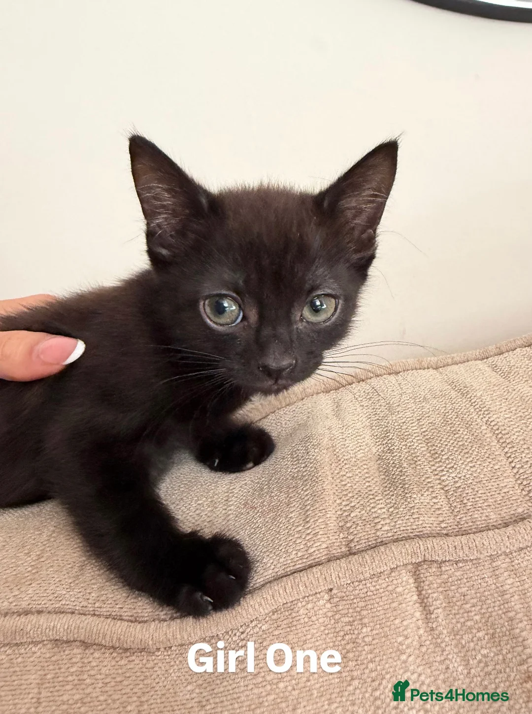 Mixed Breed cats for sale: 2 Female Kittens 🐾  - Advert 3