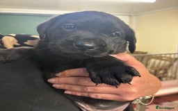 Labrador Retriever dogs for sale: Labrador puppies - Image 10