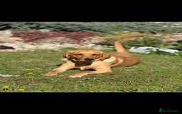 Labrador Retriever dogs for sale: Kc registered Labrador puppies ⭐️⭐️⭐️⭐️⭐️ - Image 3