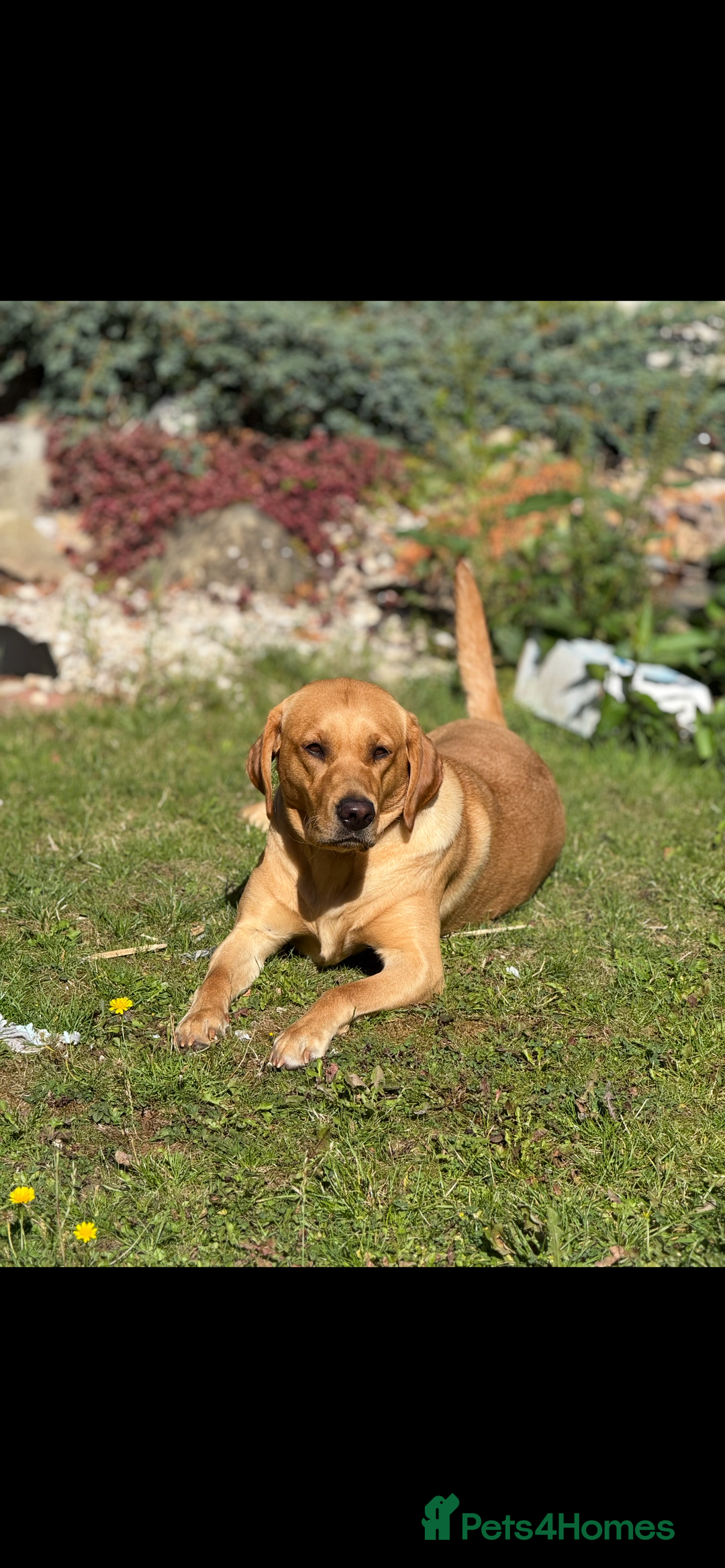 Labrador Retriever dogs for sale: Kc registered Labrador puppies ⭐️⭐️⭐️⭐️⭐️ - Image 3