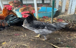 Chickens poultry for sale: 4 x cockerels FREE to good home  - Advert 3