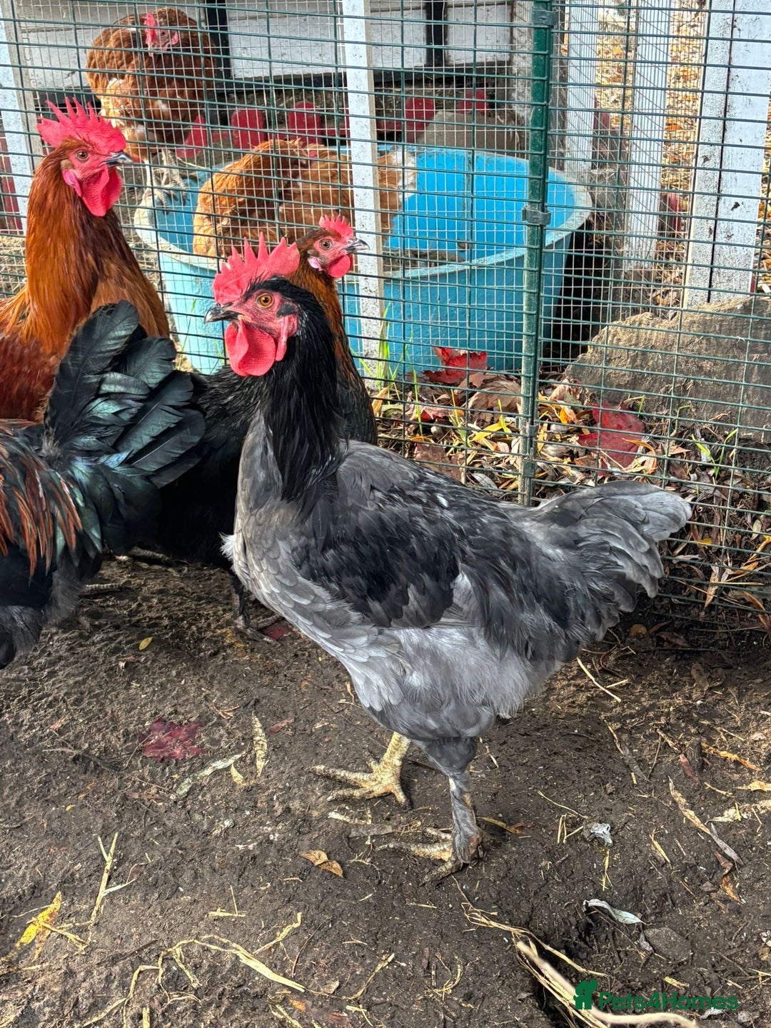 Chickens poultry for sale: 4 x cockerels FREE to good home  - Advert 3
