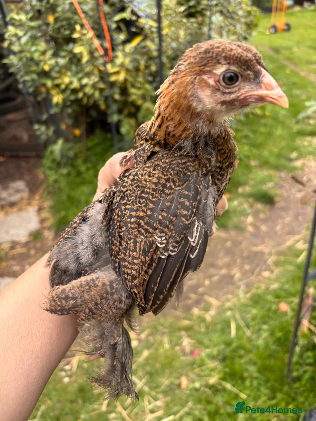 Chickens poultry for sale: Laced Bantam Brahmas Mixed  - Advert 1