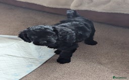 Cockapoo dogs for sale: Beautiful F2 Cockapoo pup for sale - Image 3