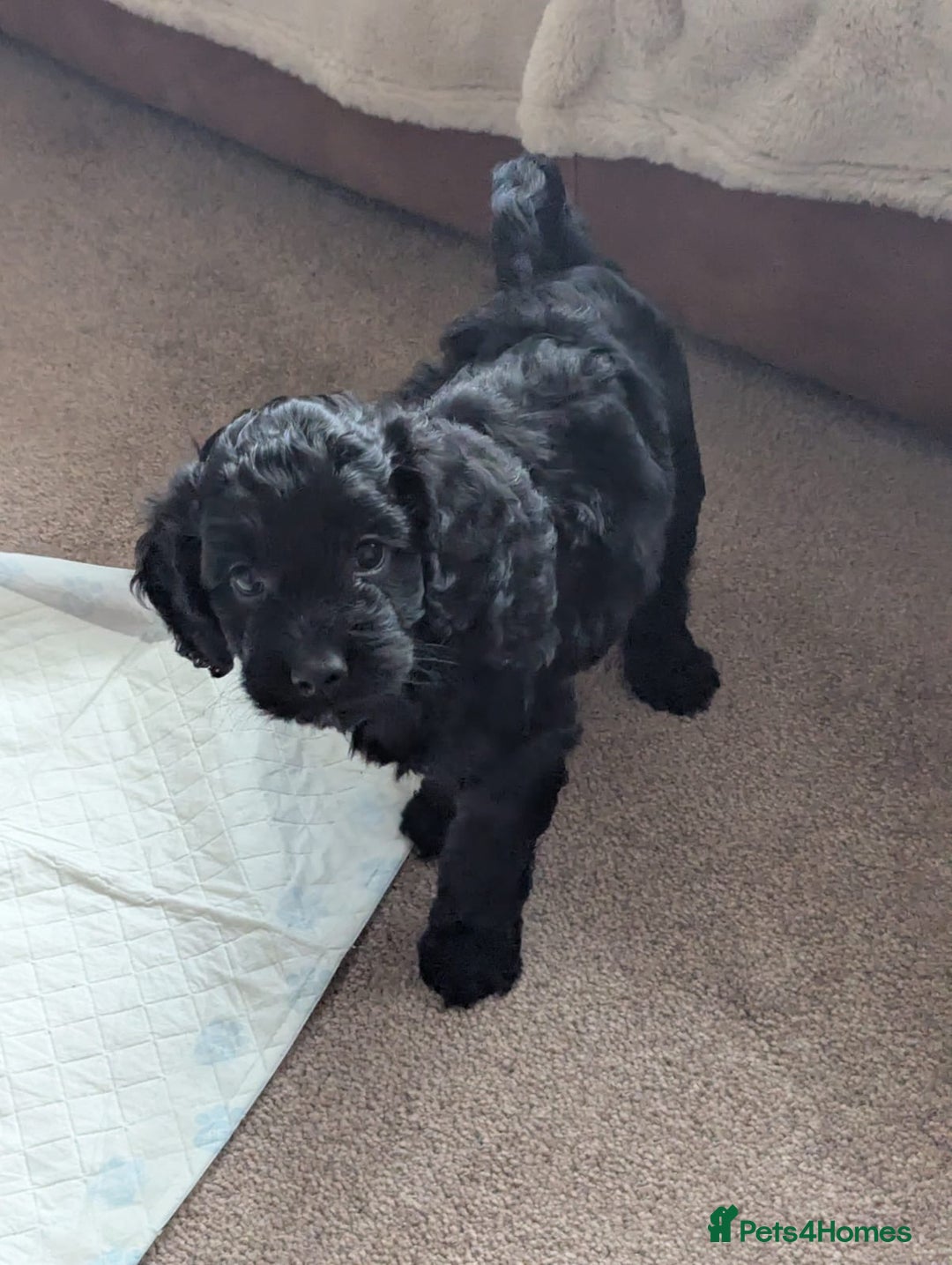 Cockapoo dogs for sale: Beautiful F2 Cockapoo pup for sale - Image 3