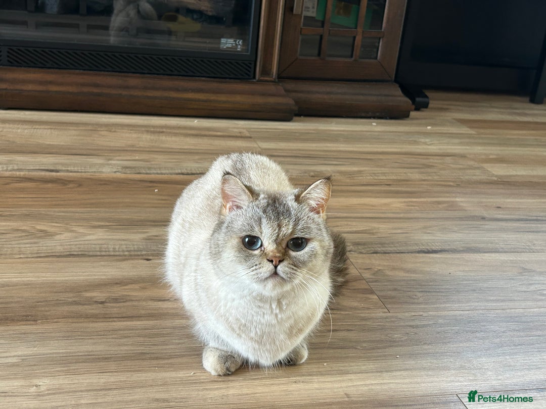 Munchkin cats for sale: Golden with white minute - Image 5
