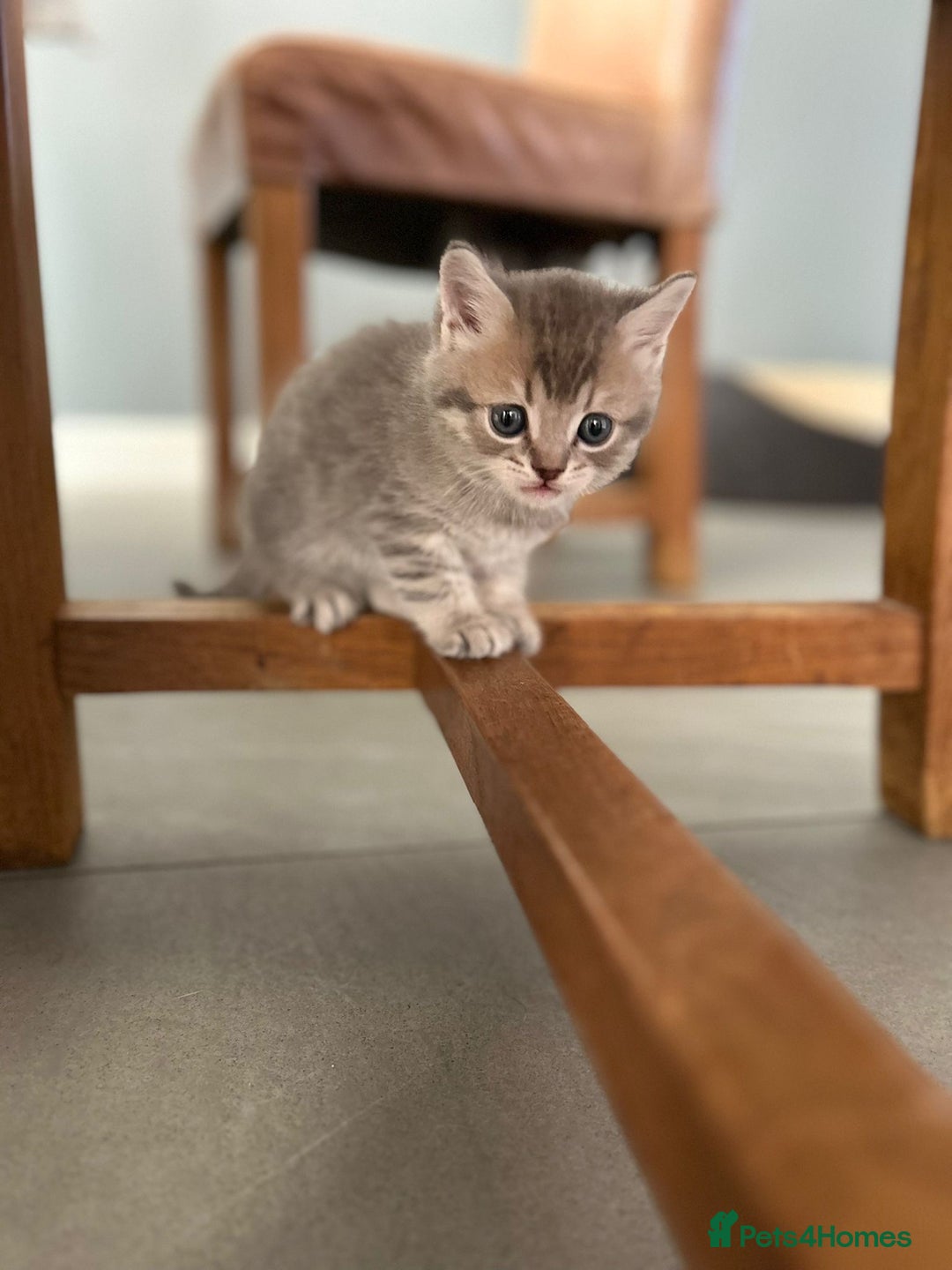 Scottish Fold cats for sale: Beautiful Scottish fold kittens - Image 10