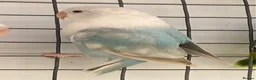 Lovebirds birds for sale: Lovebirds pale fallows - Advert 11