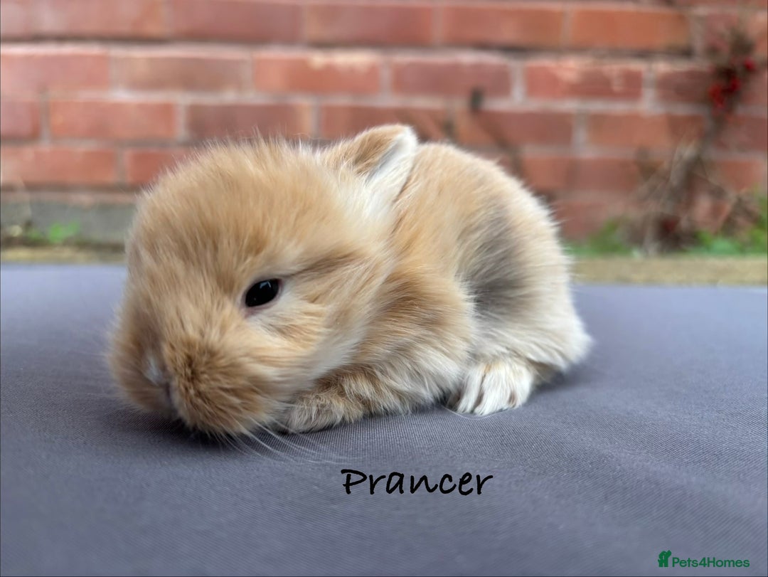 Mixed Breed rabbits for sale: Beautiful Baby Rabbits  - Advert 3