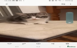 British Shorthair cats for sale: Beautiful kittens - Image 2