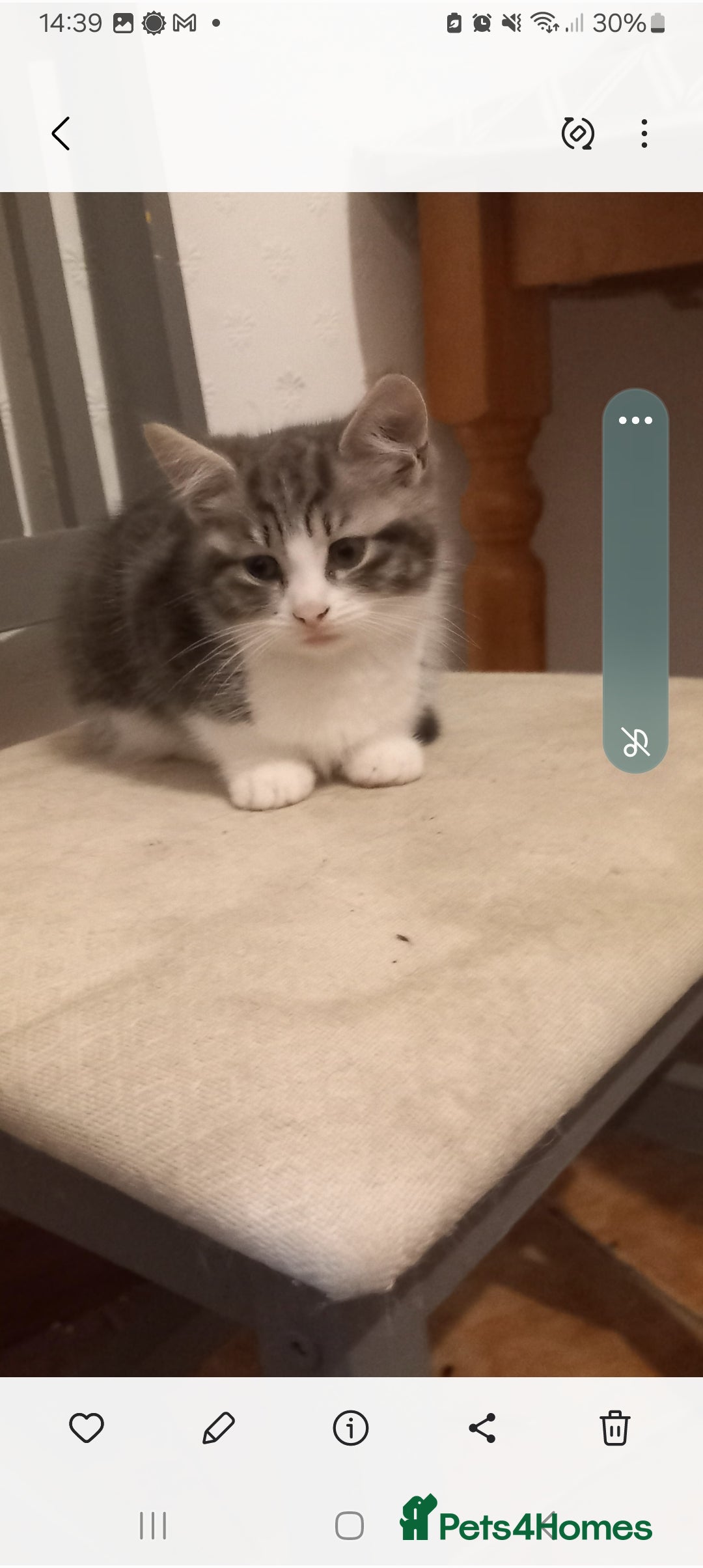 British Shorthair cats for sale: Beautiful kittens - Image 2