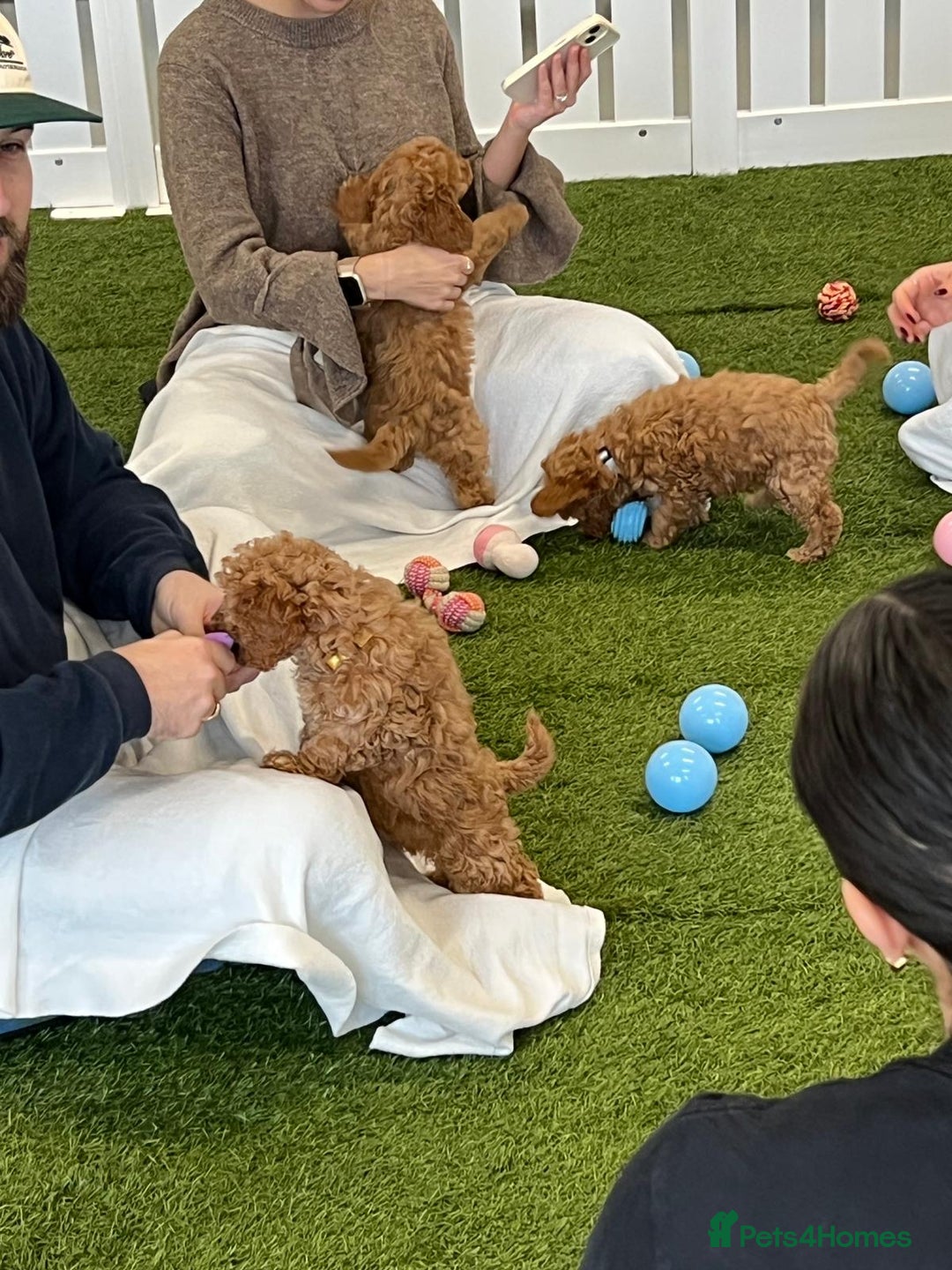 Cockapoo dogs for sale: F2 Cockerpoos Ready for their new homes. - Advert 15