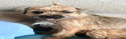 Border Terrier dogs for sale: Rehoming. Shy KC Border Terrier girl Betsy. 🥰 - Advert 5