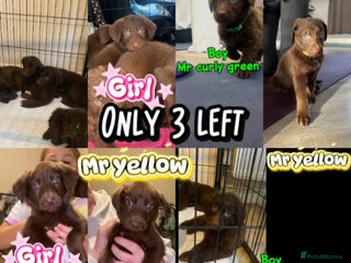 Mixed Breed dogs Beautiful Puppies – ONLY 3 LEFT!!! - Advert 3