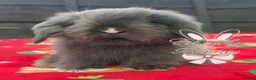 Mini Lion Lop rabbits for sale: Stunning TeddyWidder Babies - Advert 5
