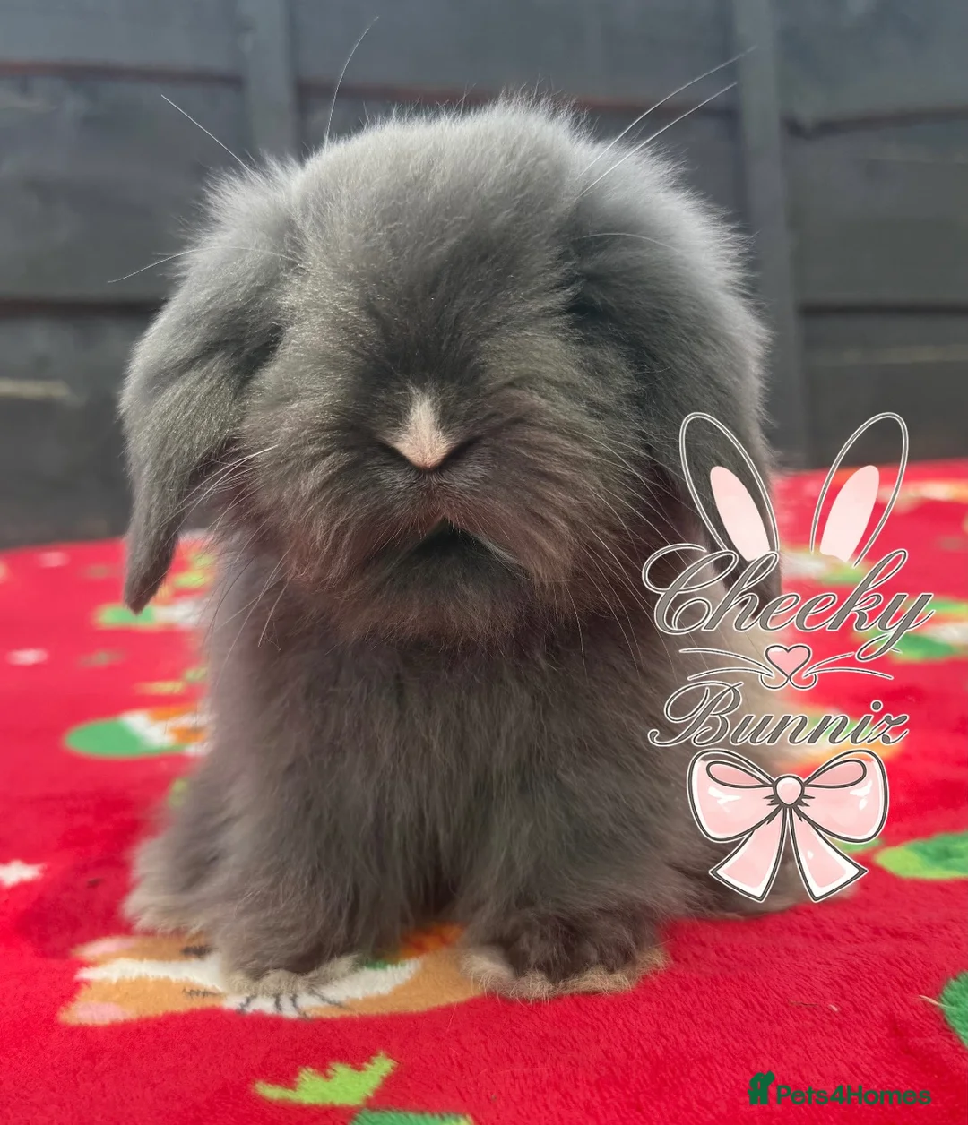 Mini Lion Lop rabbits for sale: Stunning TeddyWidder Babies - Advert 5