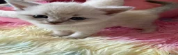 Scottish Fold cats for sale:  Scottish Fold Kittens 2 Males& 1 Female Available - Advert 5