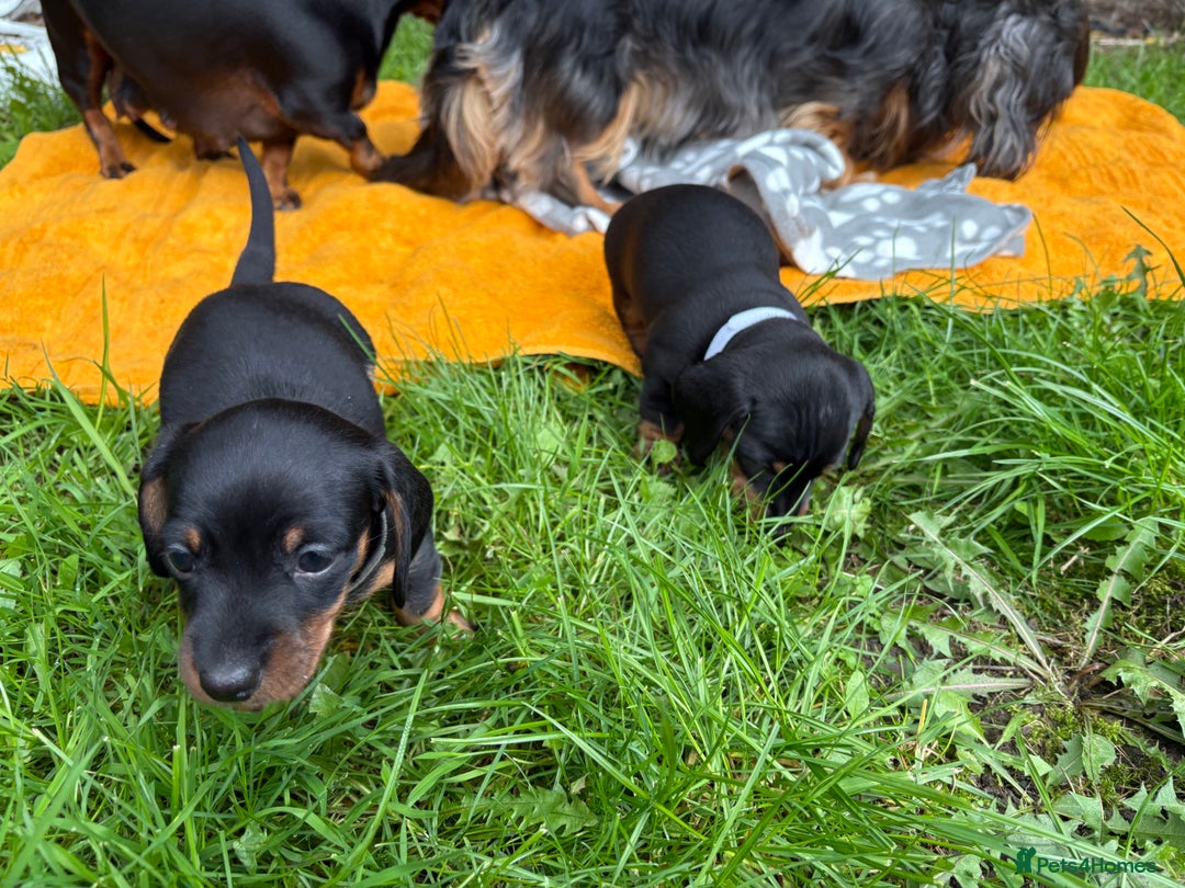Miniature Dachshund dogs for sale: Miniature dachshund puppies 🐾 - Advert 4