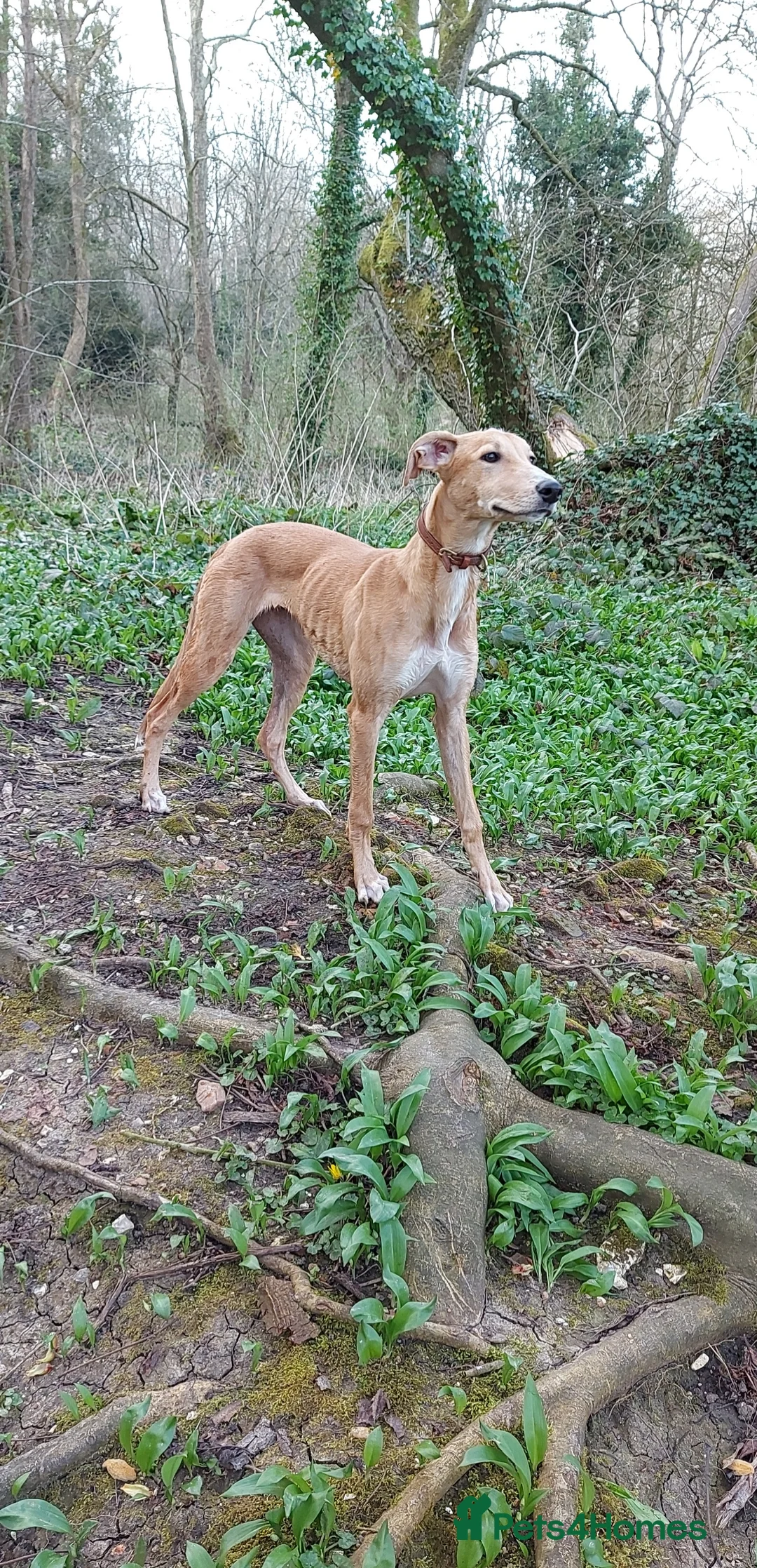 Mixed Breed dogs for sale: Female Lurcher X - Advert 3