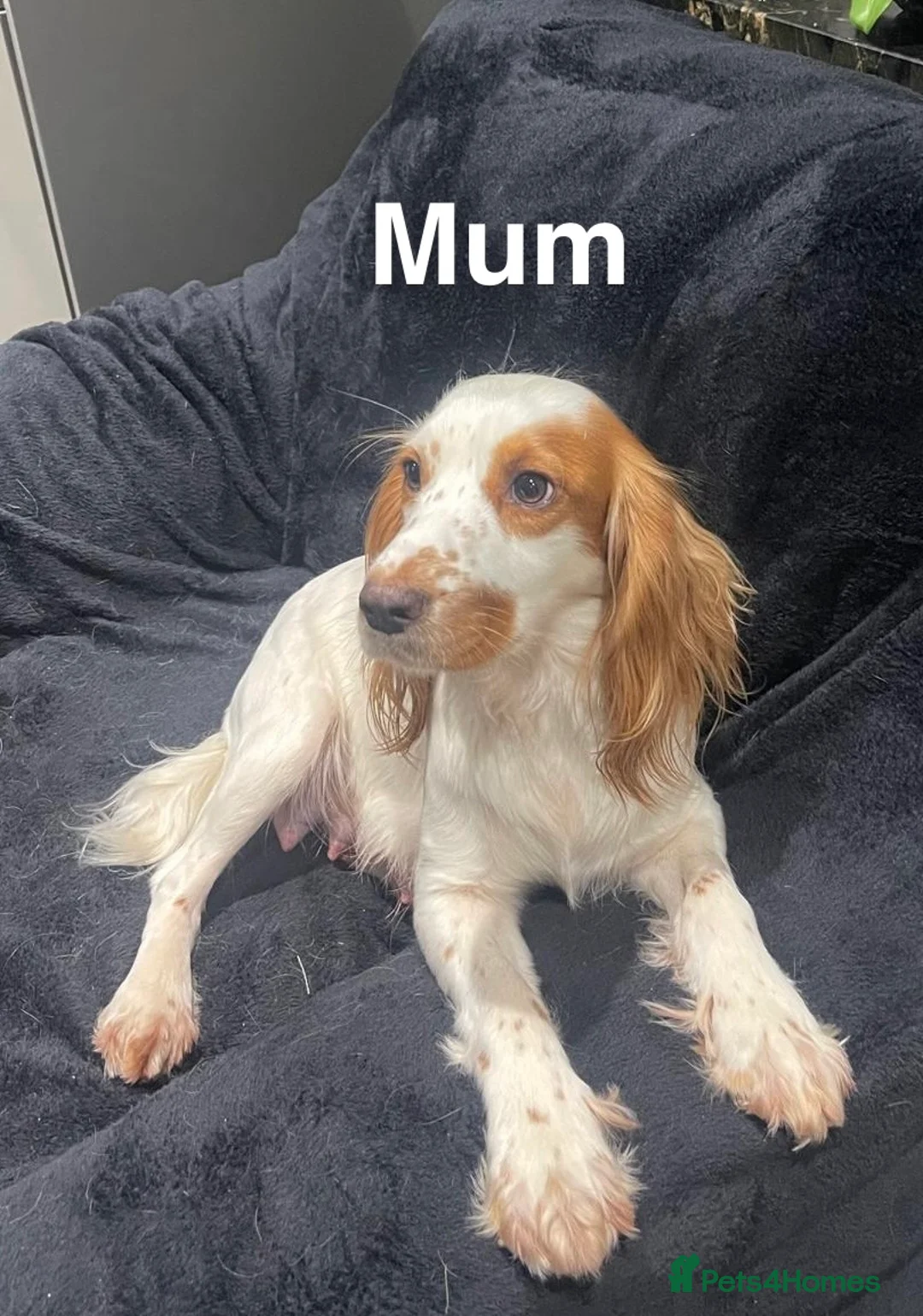 Cocker Spaniel dogs for sale: Beautiful Working Cocker Puppies  - Advert 1