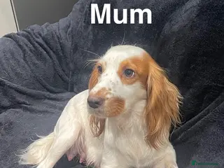 Cocker Spaniel dogs Beautiful Working Cocker Puppies - Advert 2