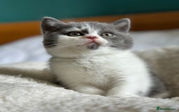 British Shorthair cats for sale: Pedigree British Shorthair Kittens - Image 9