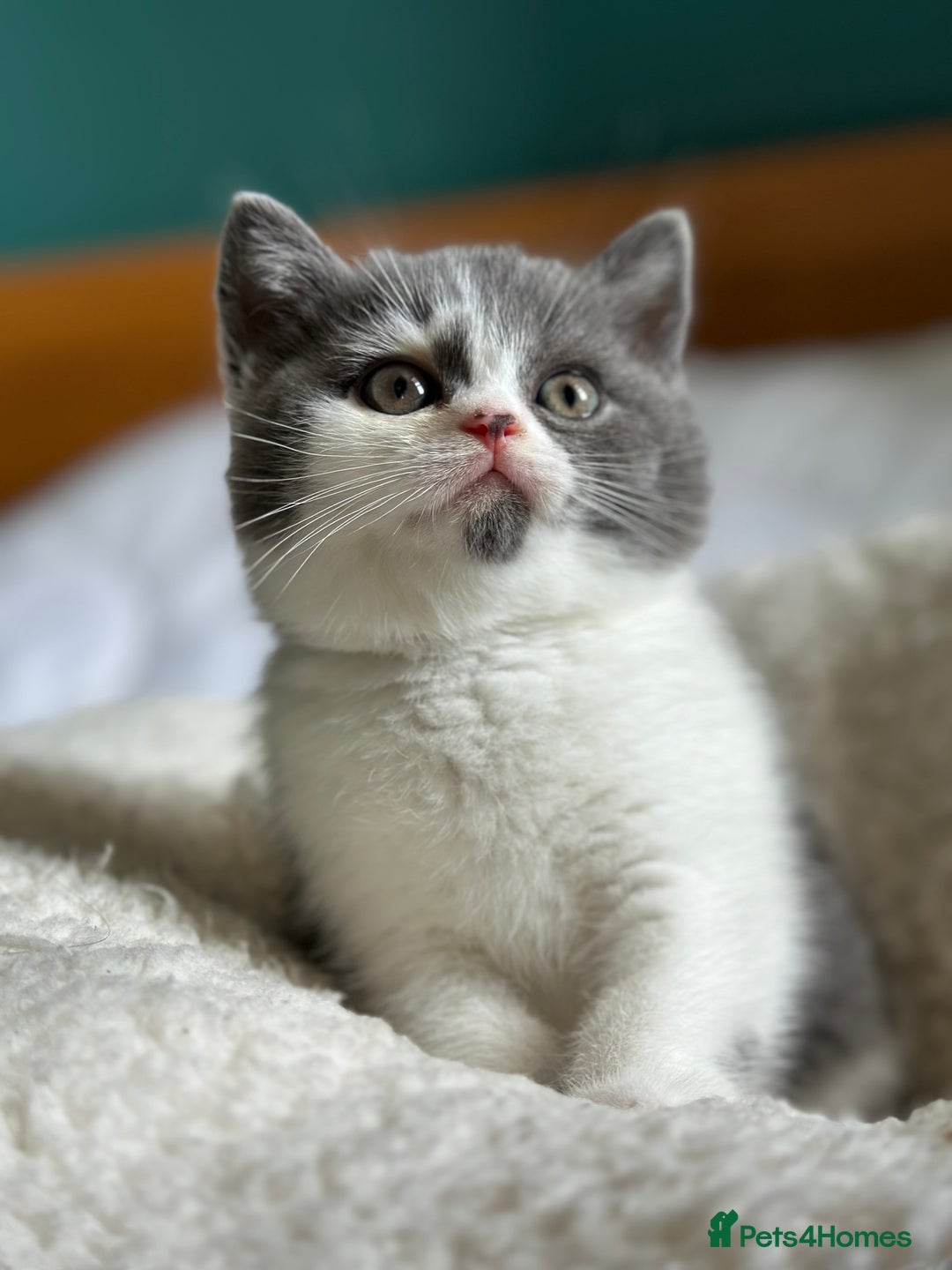British Shorthair cats for sale: Pedigree British Shorthair Kittens - Image 9