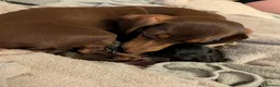 Miniature Dachshund dogs for sale: Beautiful Miniature Dachshunds  - Advert 7