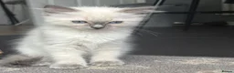 Ragdoll cats for sale: Beautiful Bluepoint Ragdoll kitten in Glasgow - Advert 5