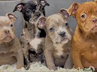 Olde English Bulldogge dogs 23 years Professionals 5⭐️Rated Licensed. - Advert 12