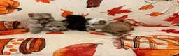 Pomeranian dogs for sale: Pomeranian puppies  in Glasgow - Advert 8
