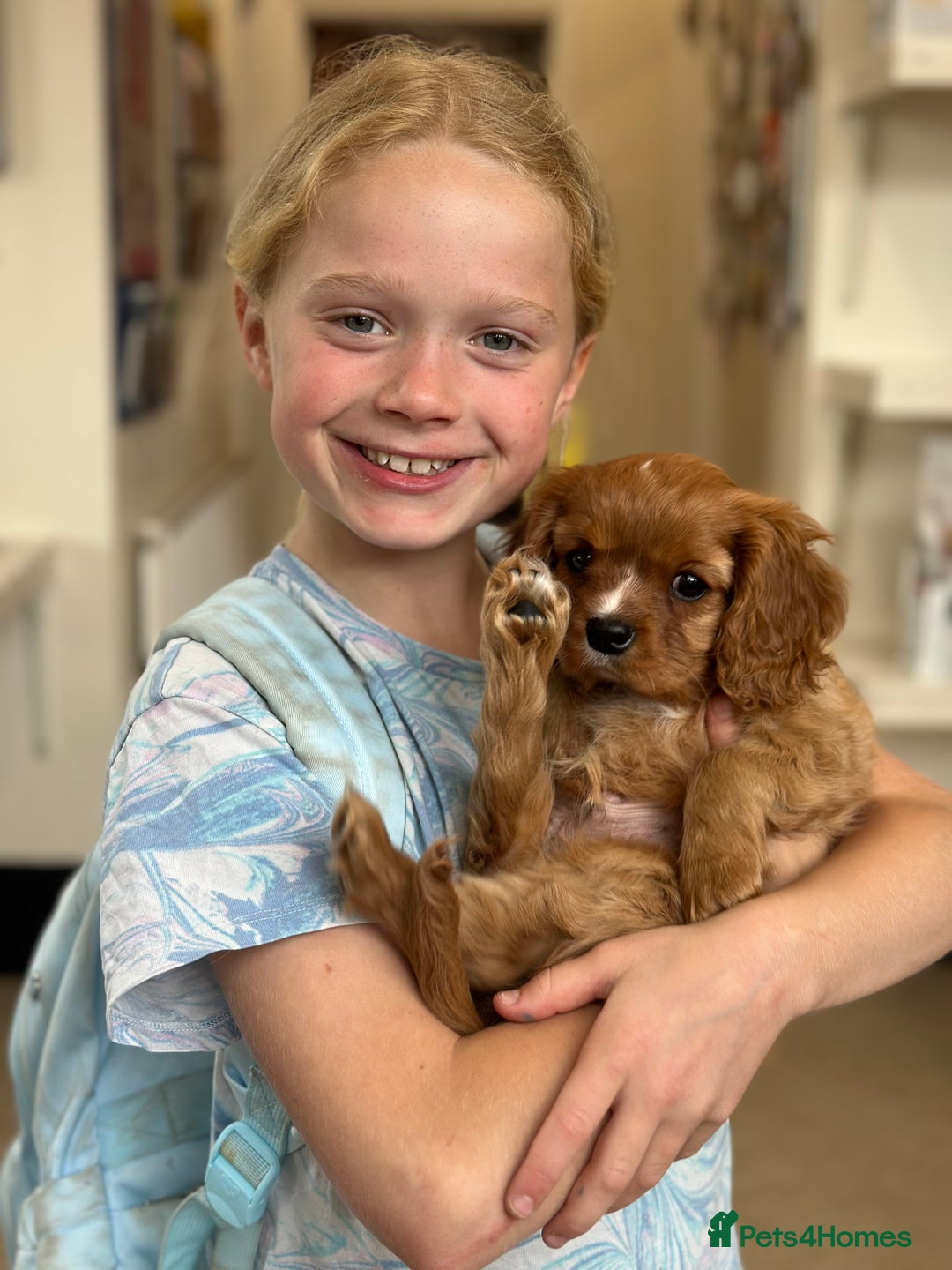 Cavalier King Charles Spaniel dogs for sale: Pure breed cavalier King Charles puppies - Advert 15