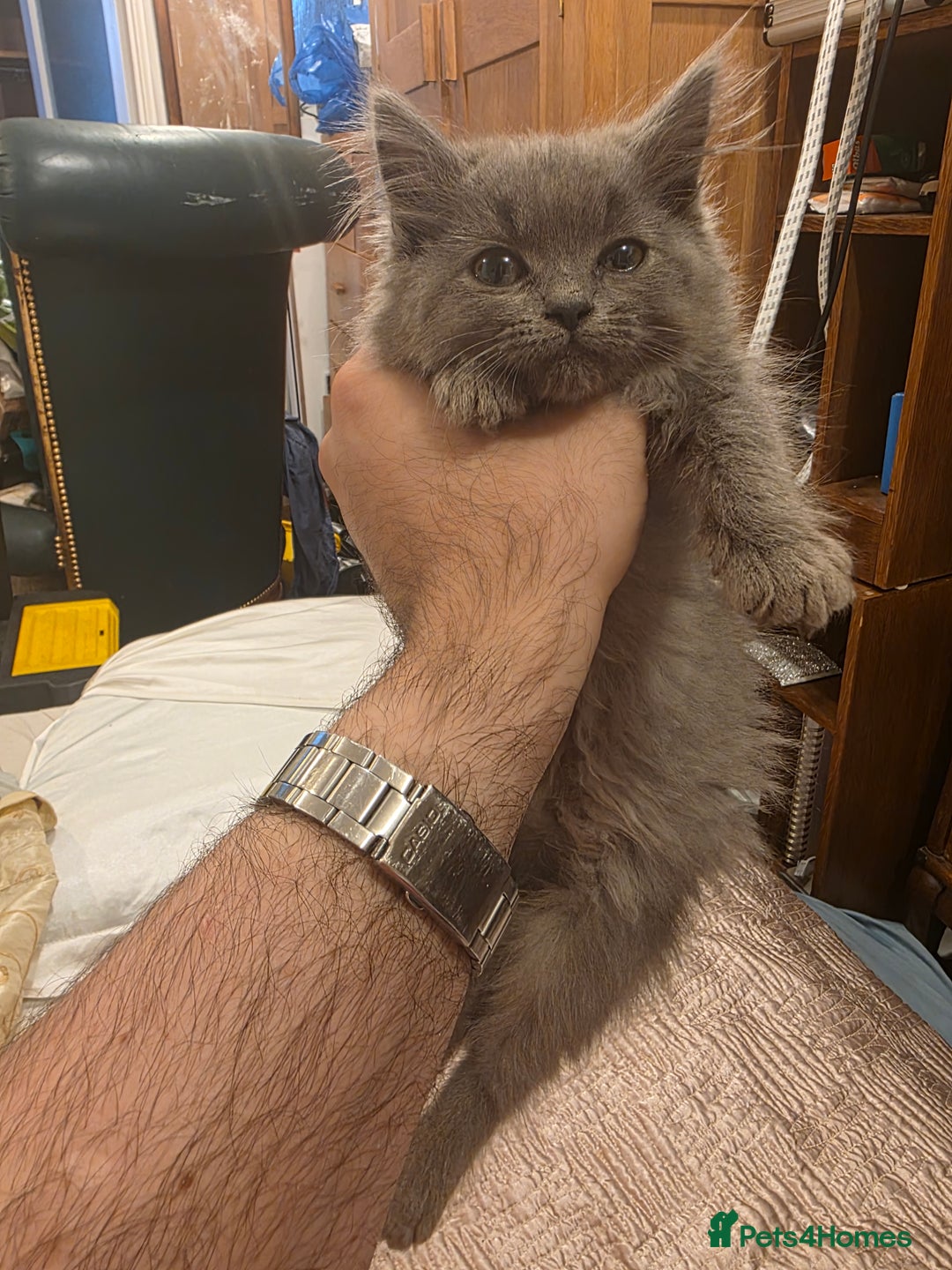 Siberian cats for sale: Beautiful Siberian Kittens – 2.5 Months Old - Image 11