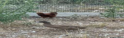Ducks poultry for sale: Female ducks at point of lay - Advert 4