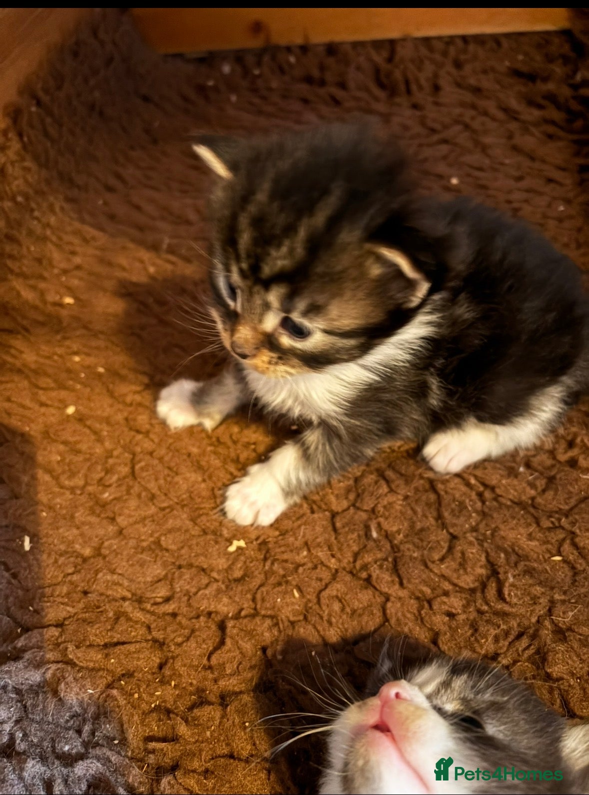 Maine Coon cats Stunning kittens  - Advert 2
