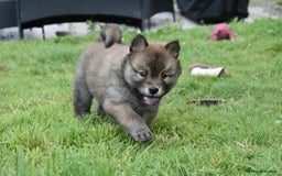 Siberian Husky dogs for sale: Beautiful Chowski puppies  - Image 17